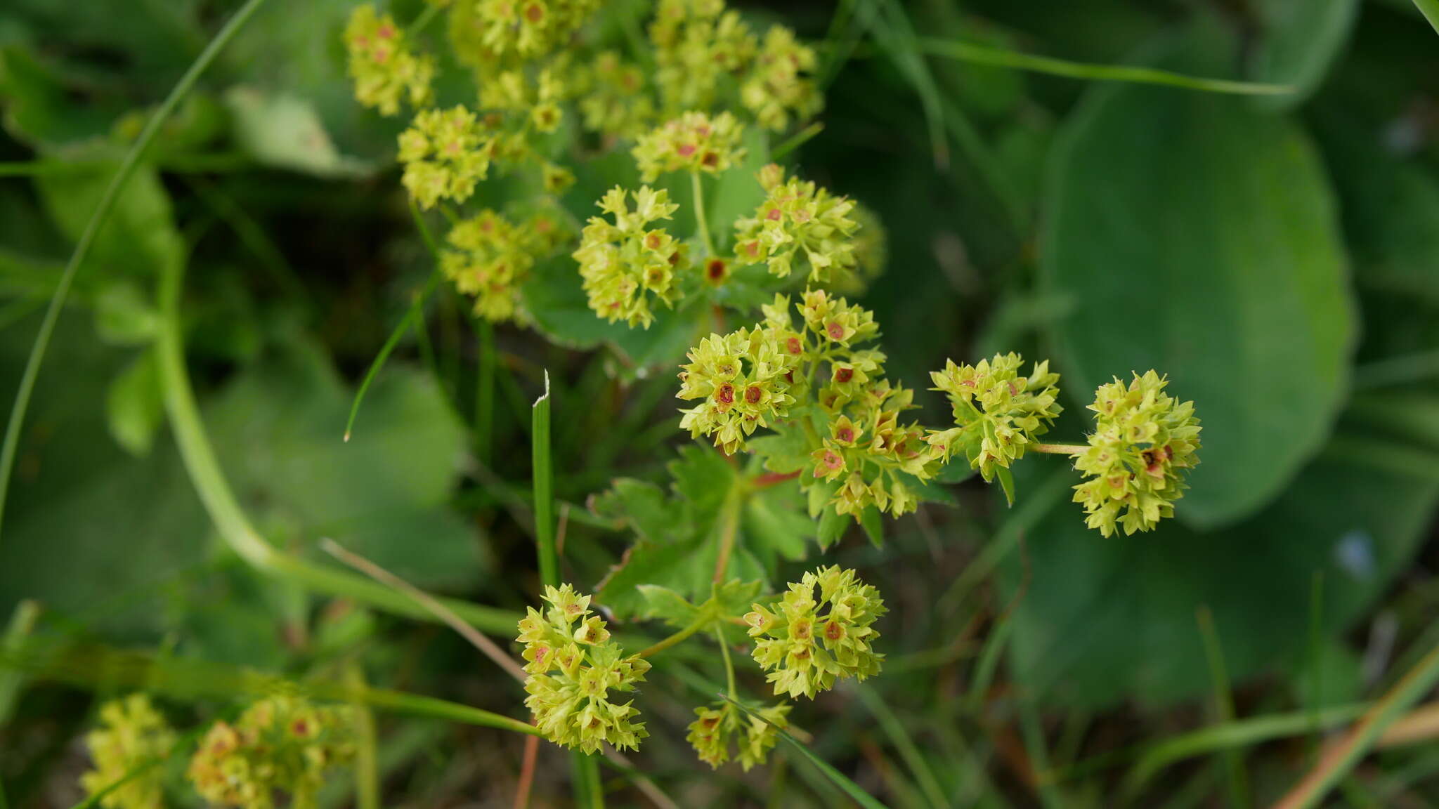 Image of Alchemilla sarmatica Juz.