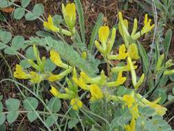 Imagem de Astragalus longipetalus Chater