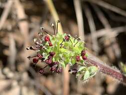 Image de Acaena pinnatifida Ruiz & Pav.