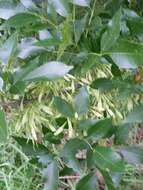 Image of green ash