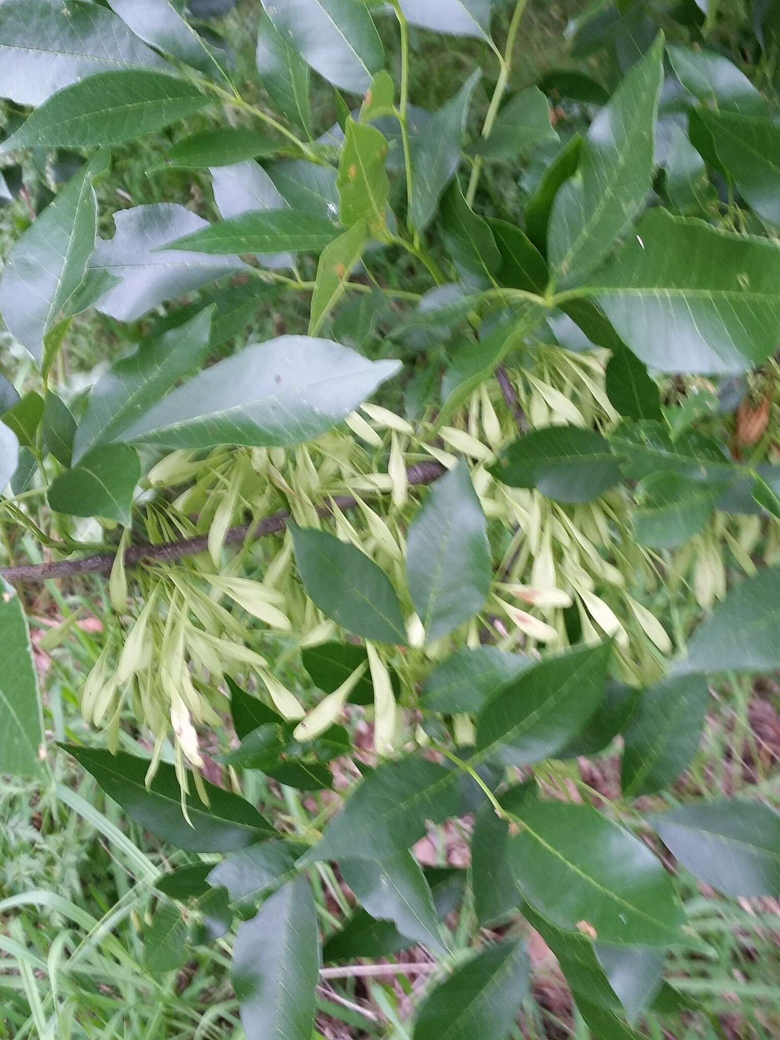 Image of green ash