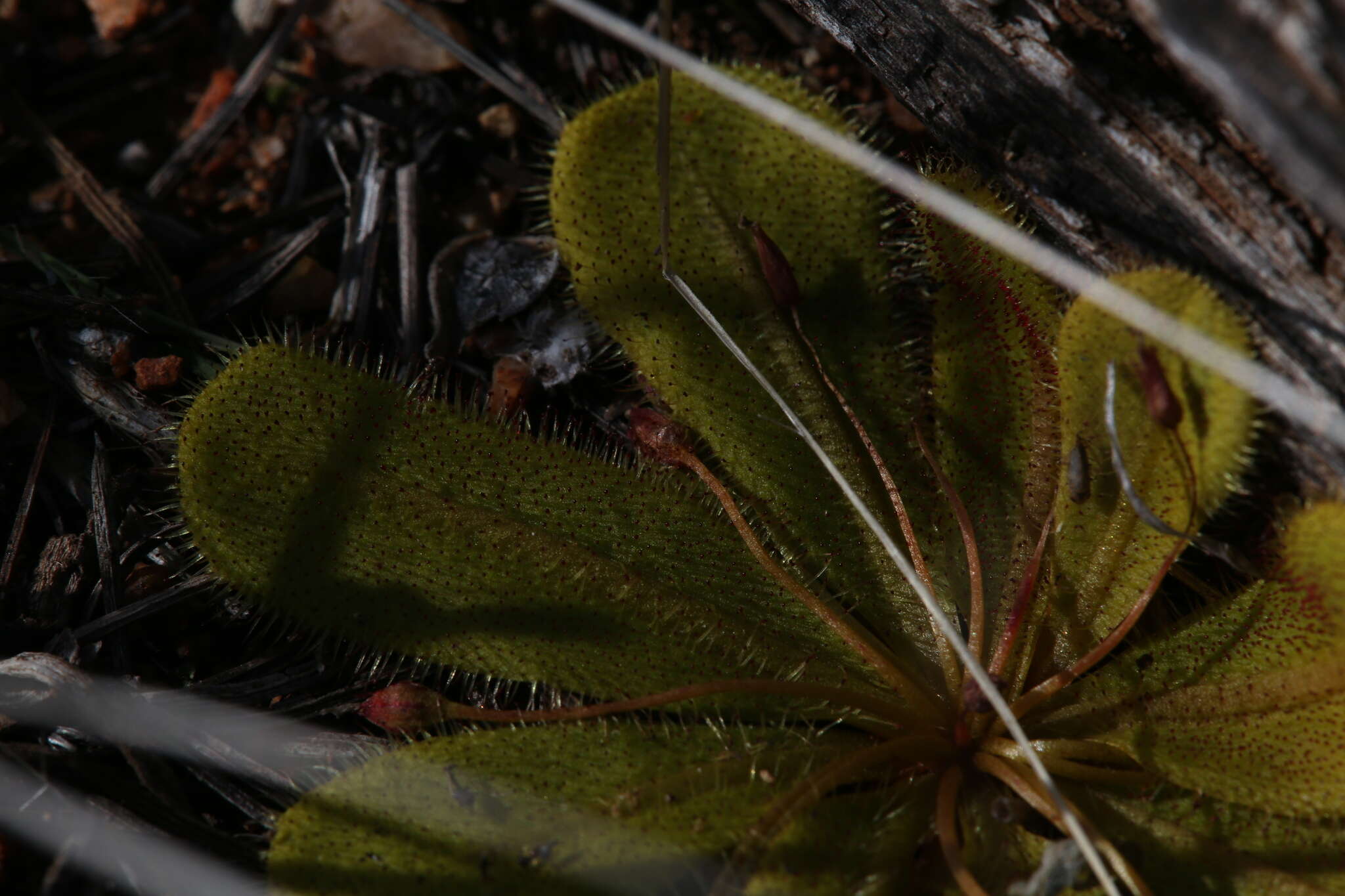 Drosera major的圖片