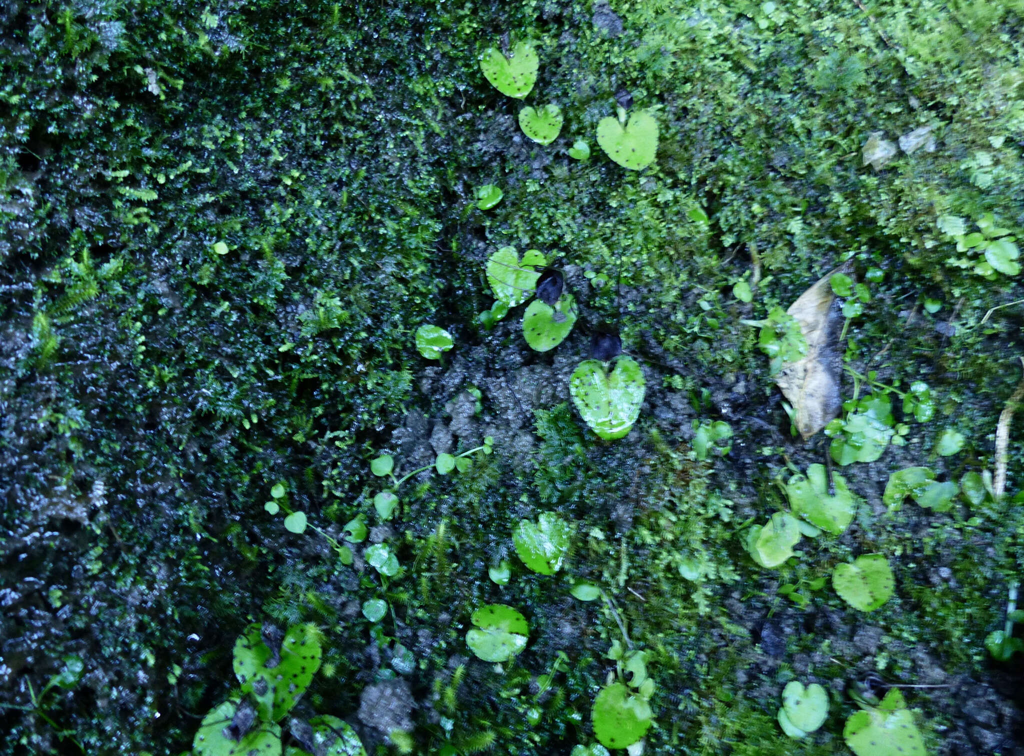 Image de Corybas iridescens Irwin & Molloy