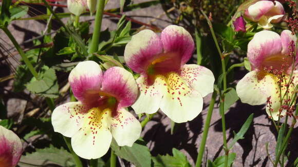 Erythranthe naiandina (J. M. Watson & C. Bohlen) G. L. Nesom resmi