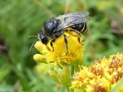 Image of Colletes simulans Cresson 1868