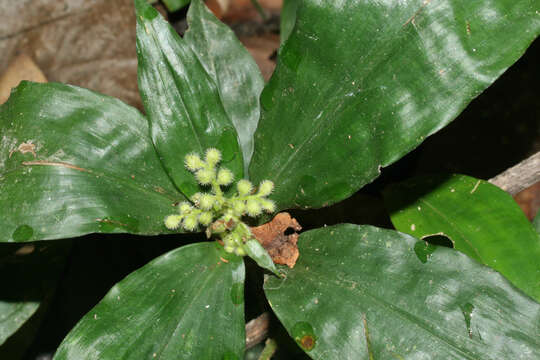 Image de Floscopa peruviana Hassk. ex C. B. Clarke