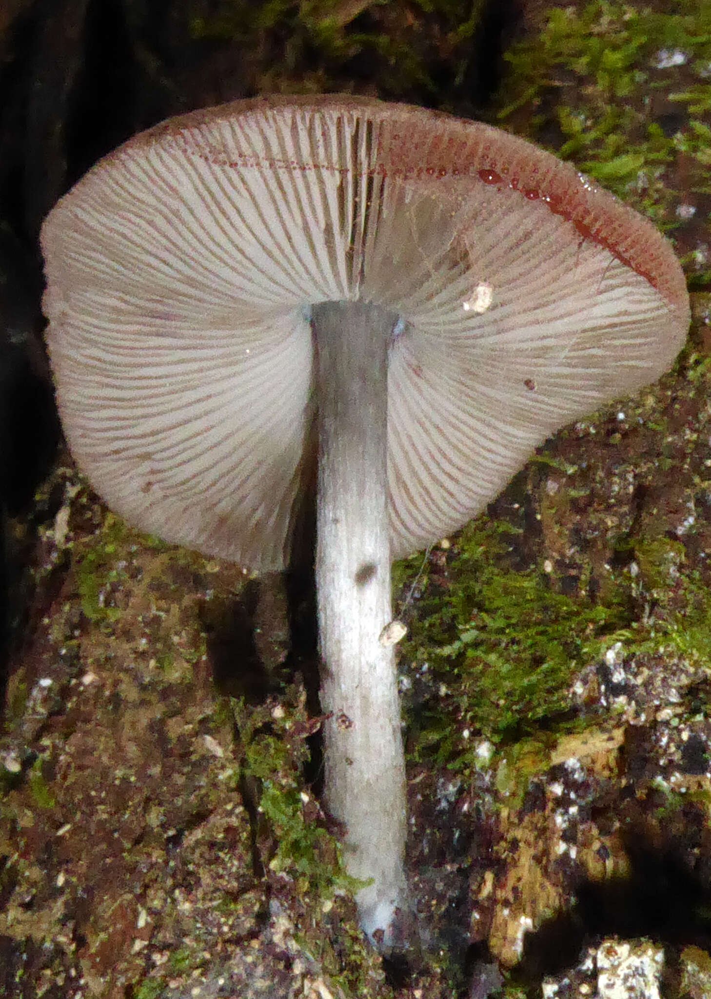 Image of Pluteus velutinornatus G. Stev. 1962