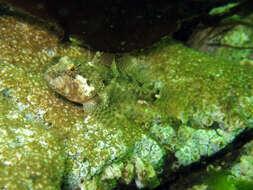 Image of Plumose sculpin