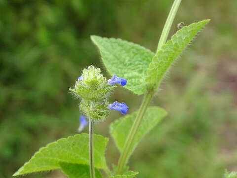 Image de Salvia lasiocephala Hook. & Arn.