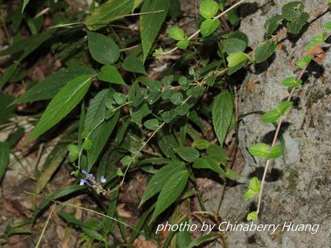 Scutellaria indica var. indica的圖片