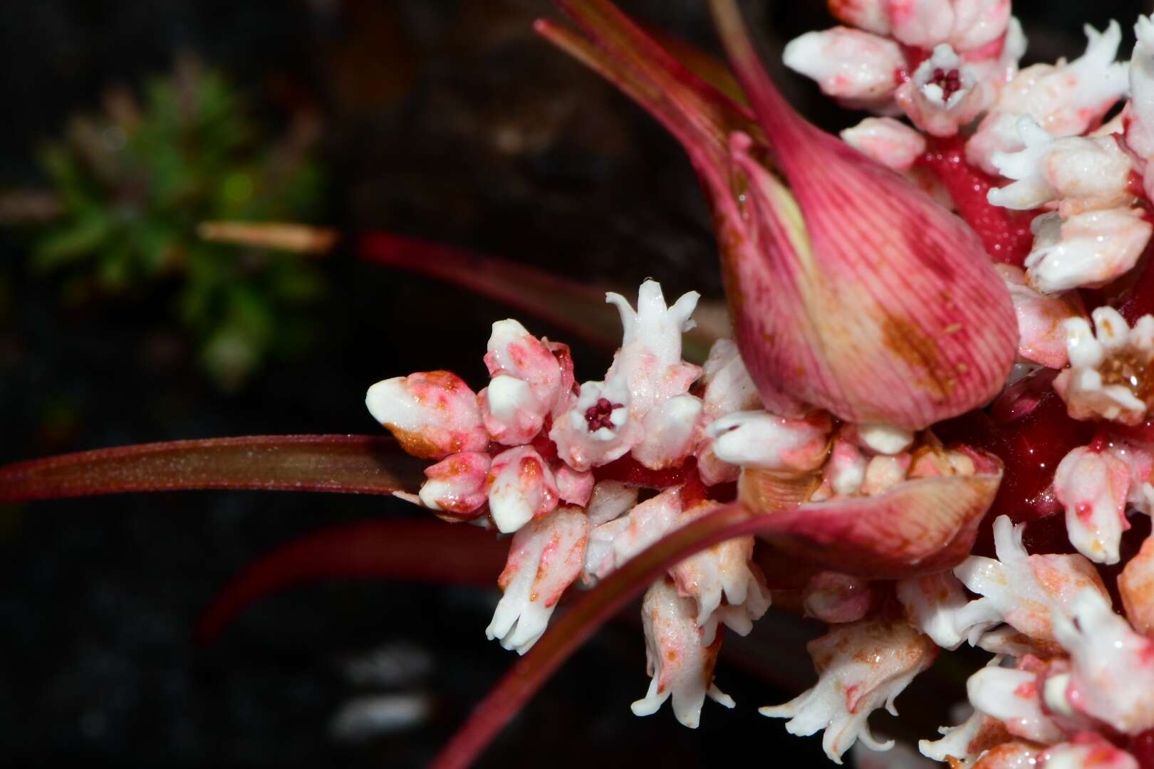 Image of Dracophyllum milliganii Hook.