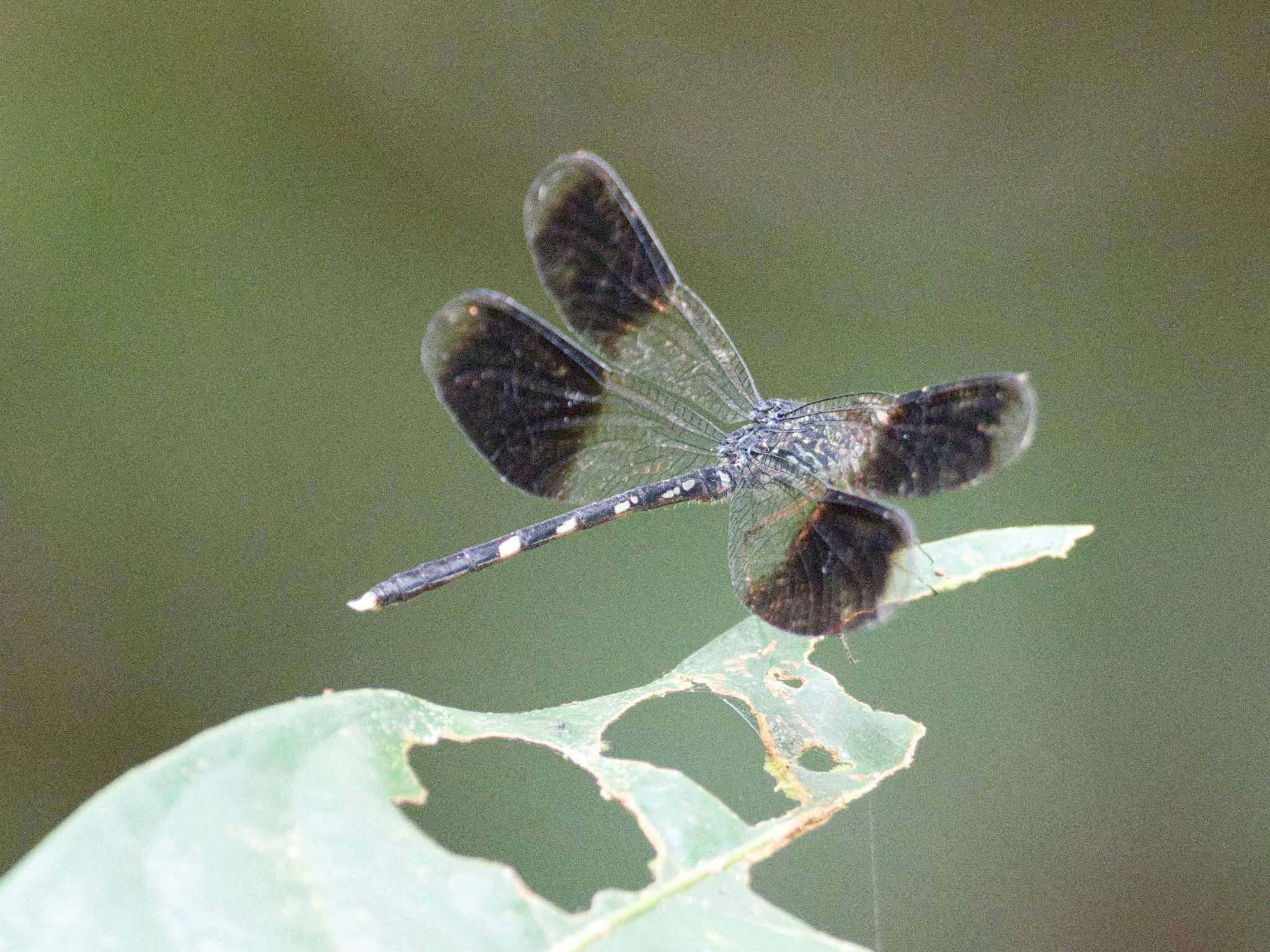 Слика од Uracis infumata (Rambur 1842)