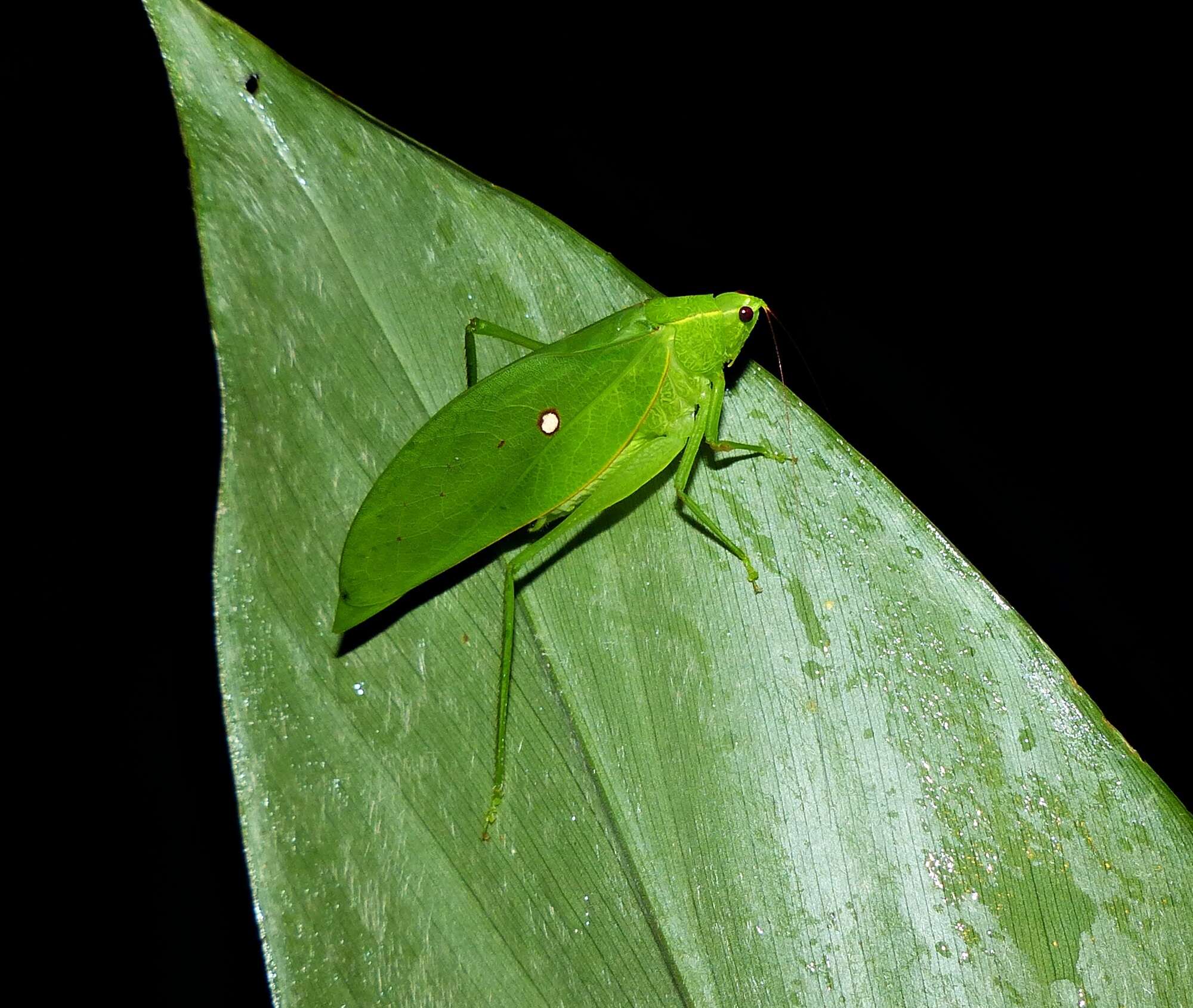 Image of Phylloptera jaci Fianco, Szinwelski & Faria 2020