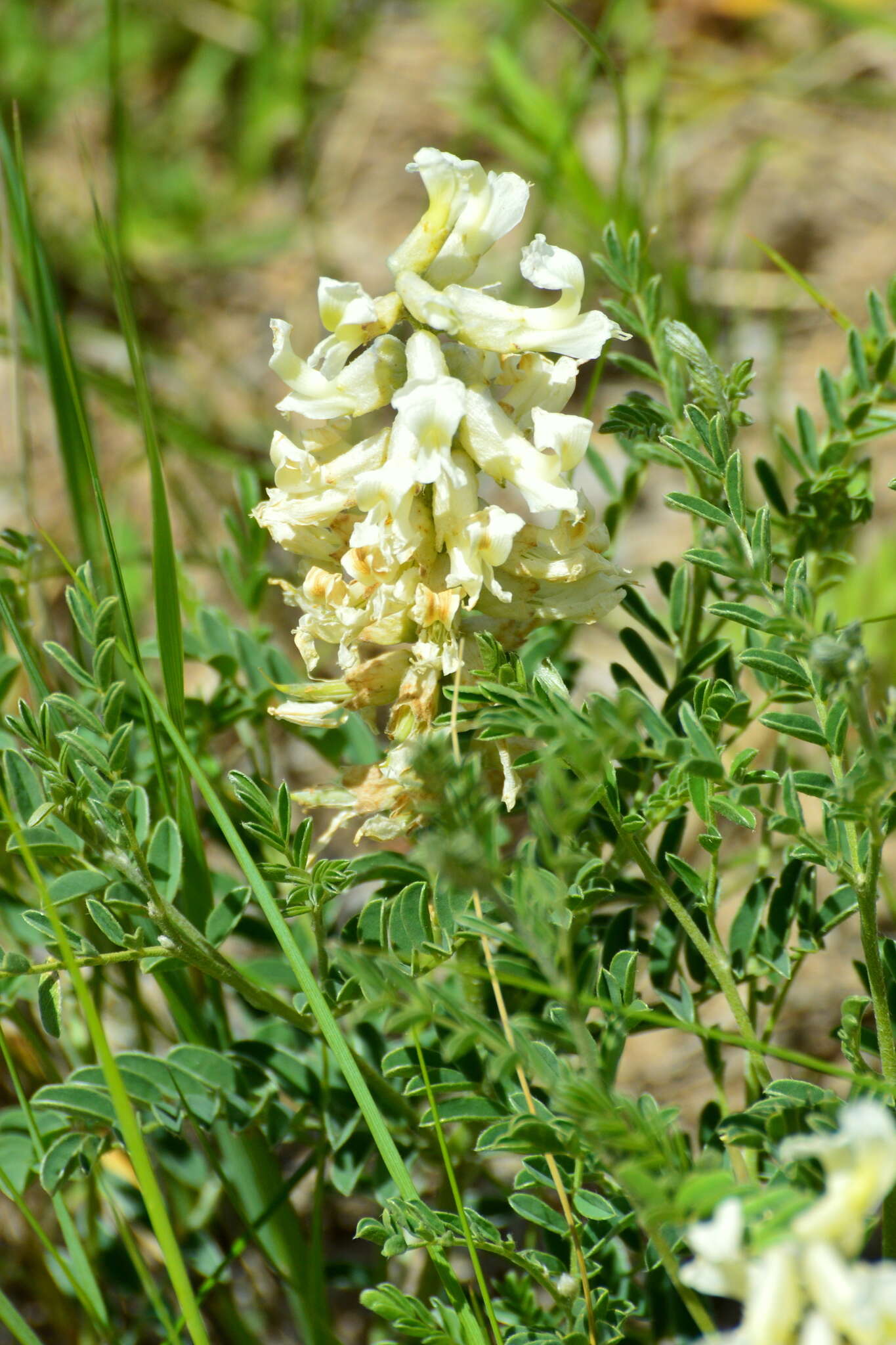 Image of silky sophora