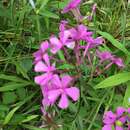 Imagem de Phlox glaberrima subsp. triflora (Michx.) Wherry