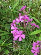 Imagem de Phlox glaberrima subsp. triflora (Michx.) Wherry