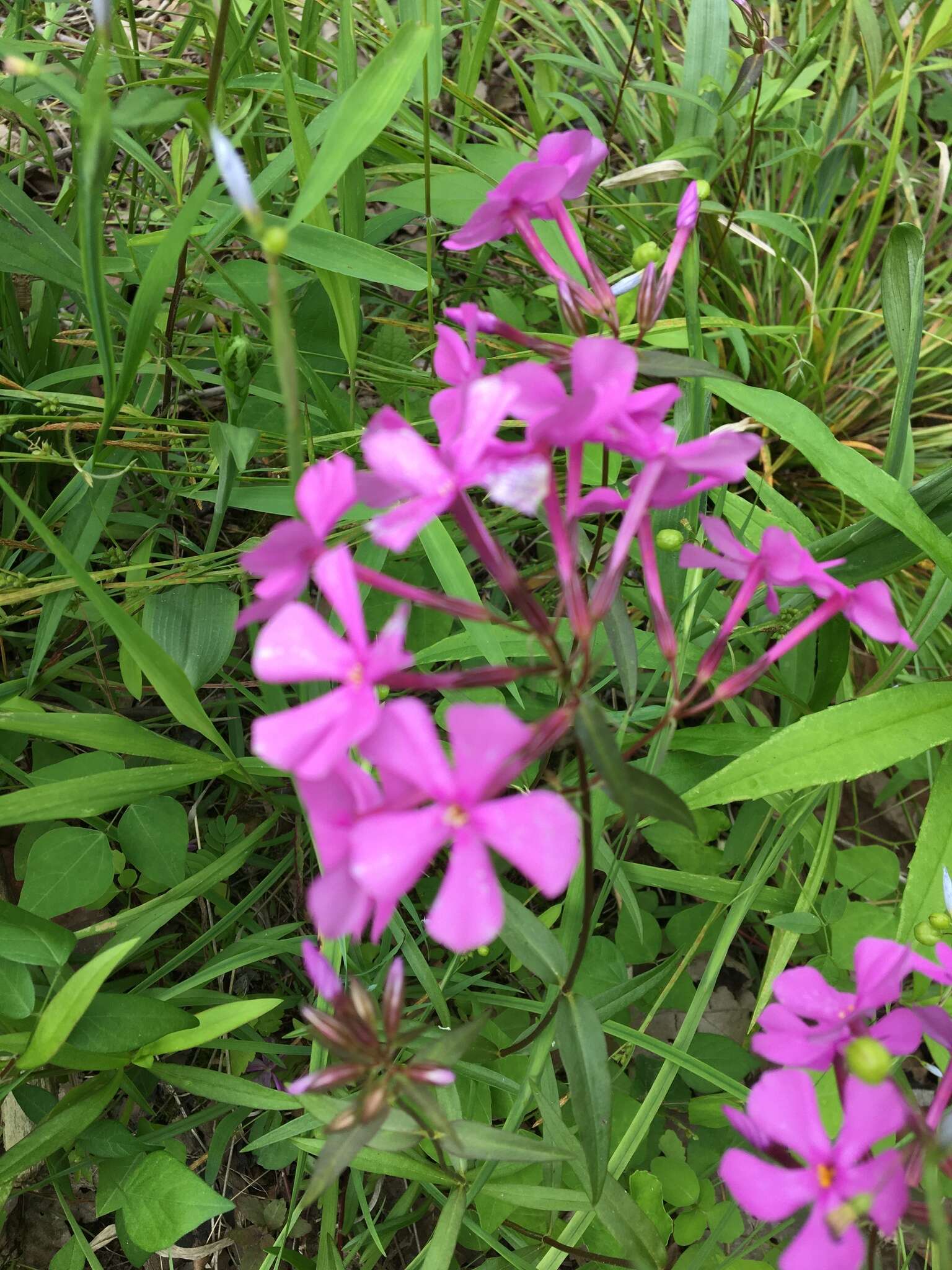 Image of smooth phlox