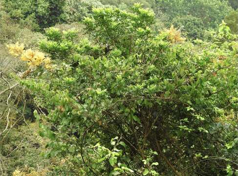 Imagem de Caesalpinia vernalis Benth.