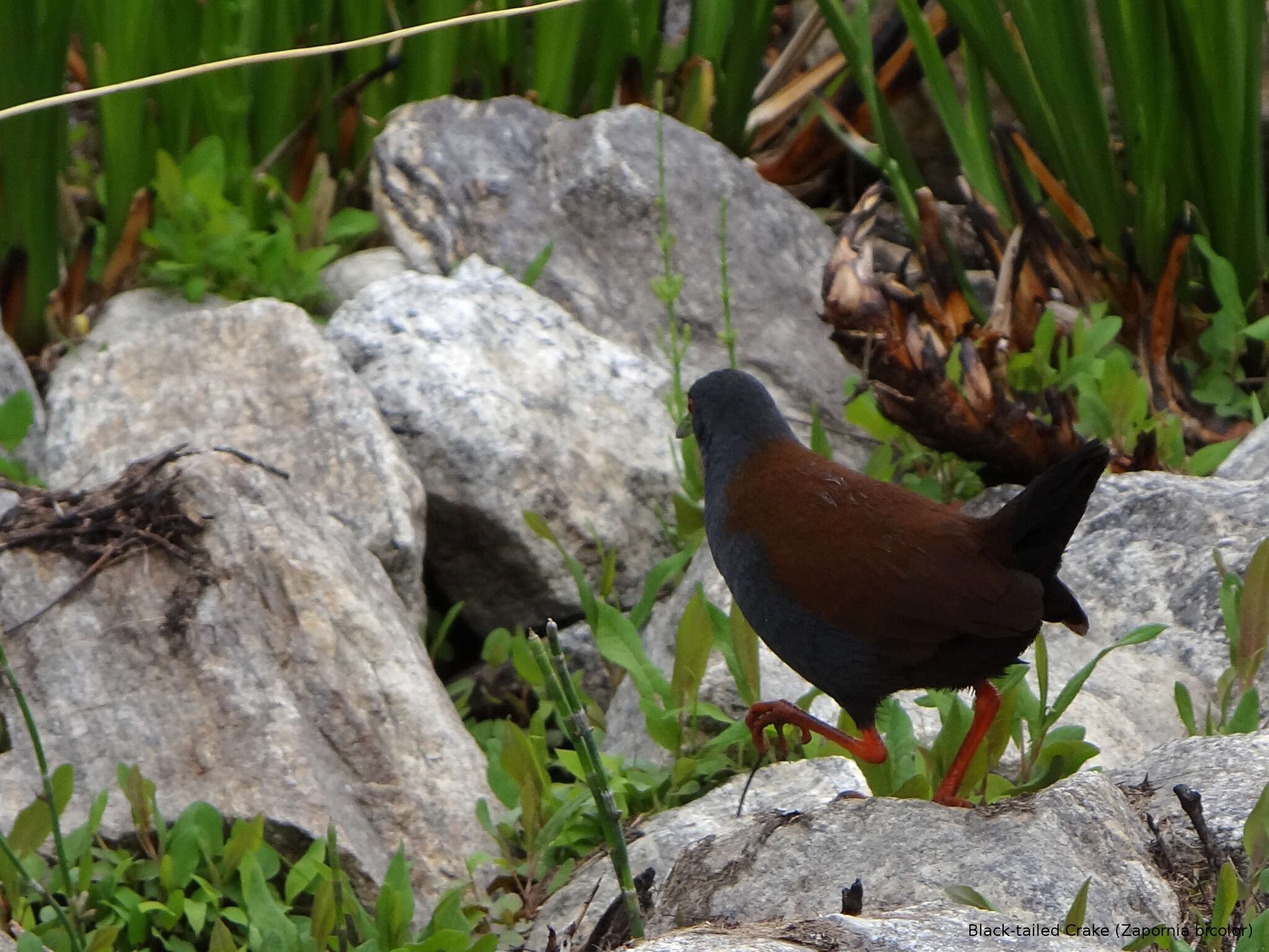 Image of Black-tailed Crake