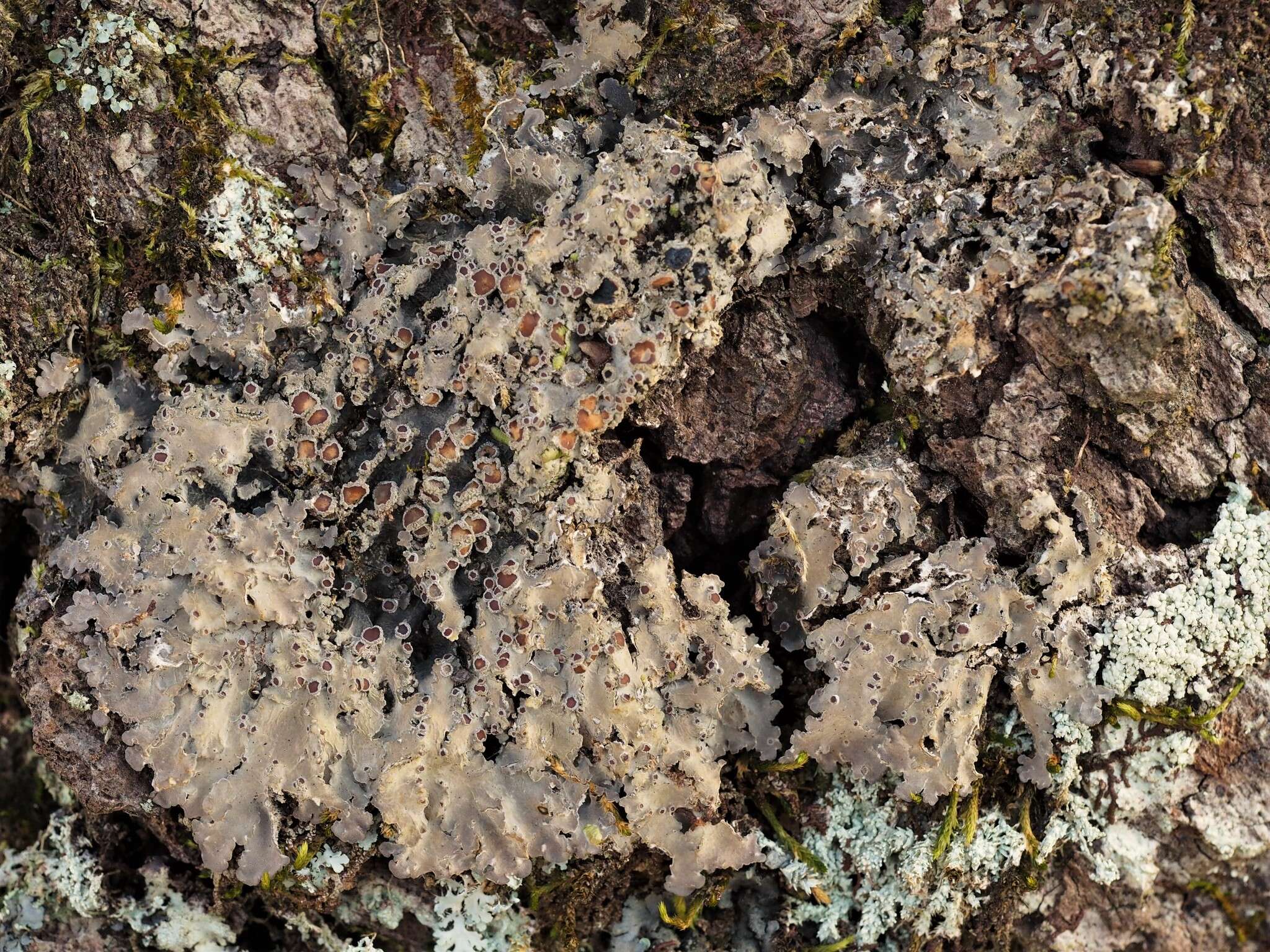 Image of matted lichen