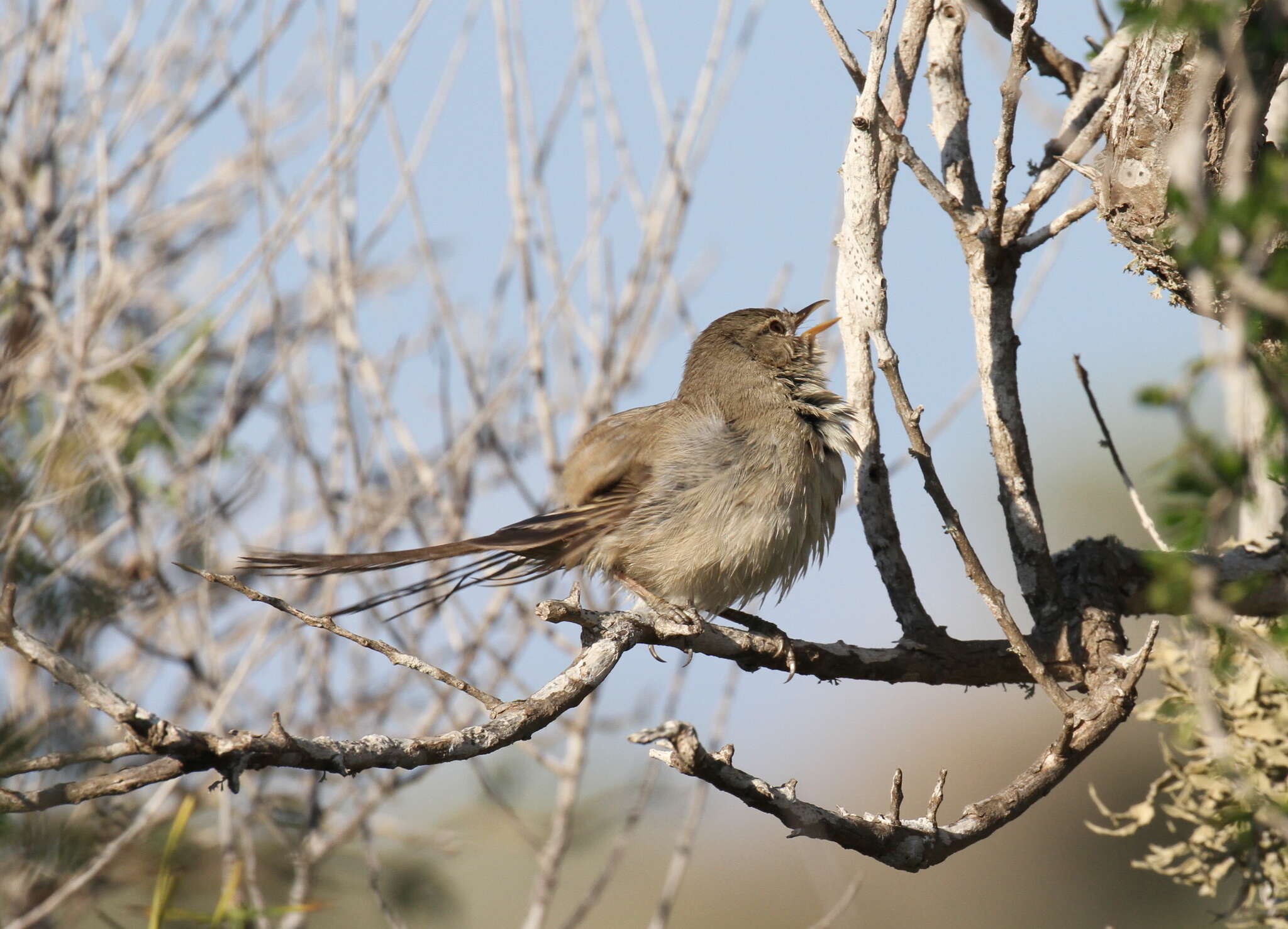 Image of Lantz's Brush-warbler