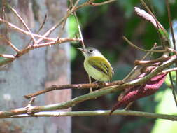 Image of Short-tailed Pygmy Tyrant