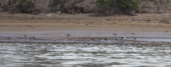 Image de Haematopus ostralegus ostralegus Linnaeus 1758