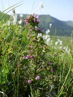 Imagem de Pedicularis palustris subsp. palustris