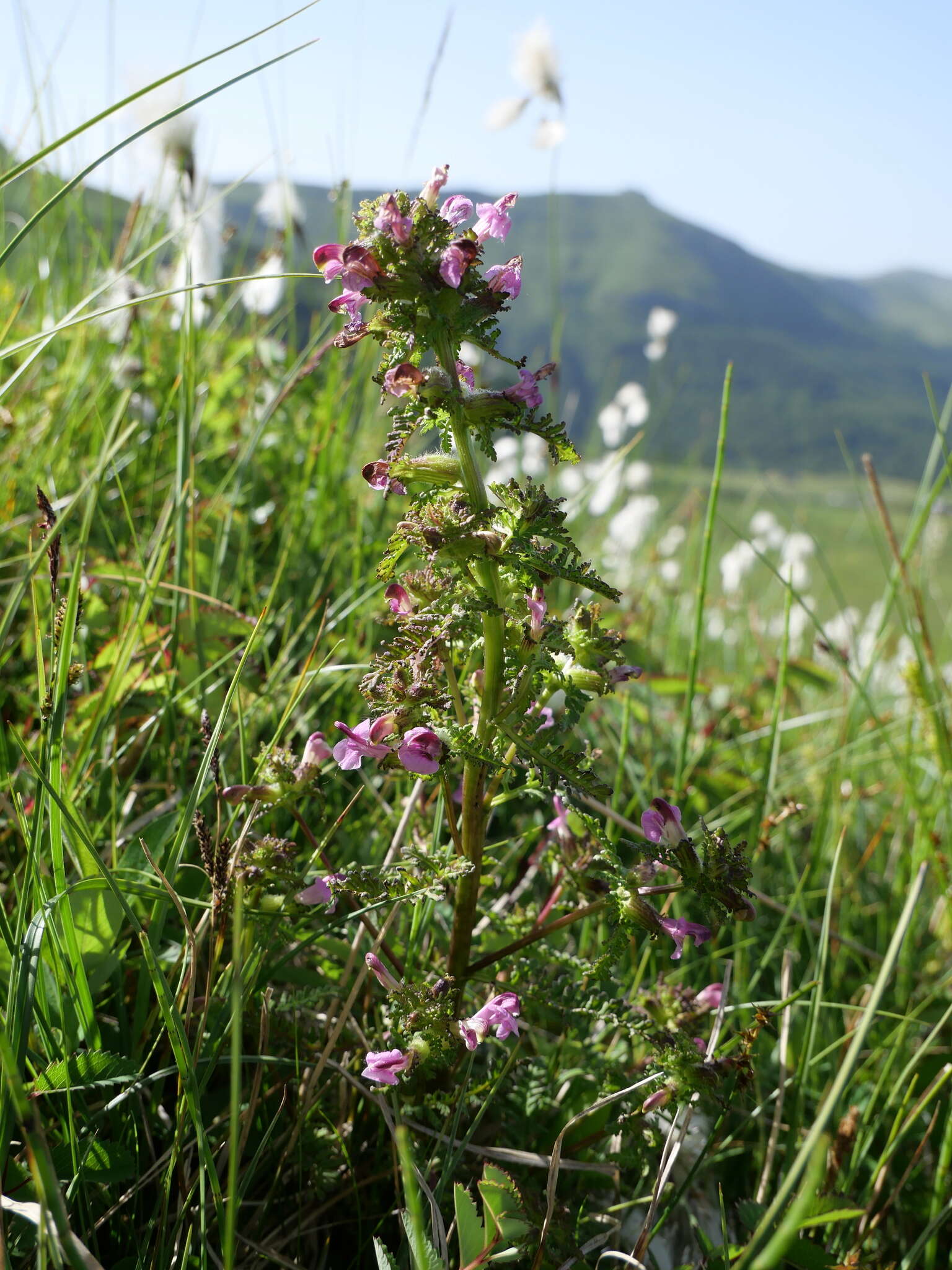 Imagem de Pedicularis palustris subsp. palustris