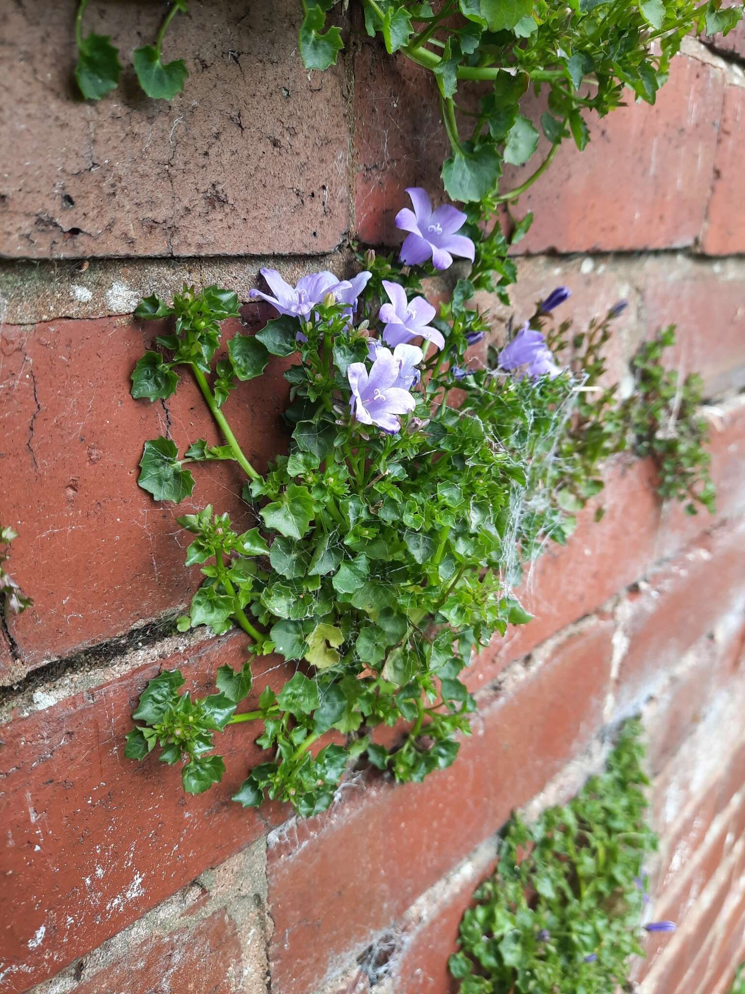 Image of Peach-leaf Bellflower