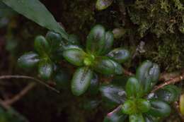 Image of Columnea glabra Oerst.