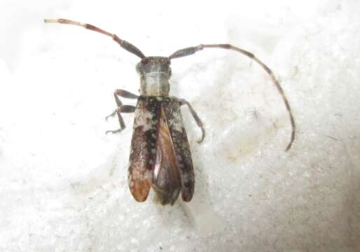 Image of Eunidia spilotoides Breuning 1939