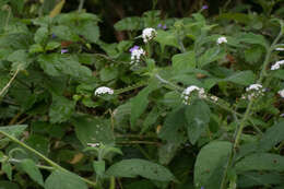 Image of Heliotropium rufipilum (Benth.) I. M. Johnst.