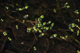 Слика од Gratiola amphiantha D. Estes & R. L. Small