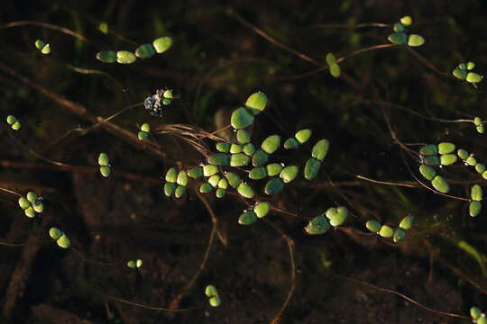 Слика од Gratiola amphiantha D. Estes & R. L. Small