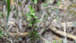 Image of Shrubby gromwell