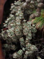 Plancia ëd Cladonia clathrata Ahti & L. Xavier