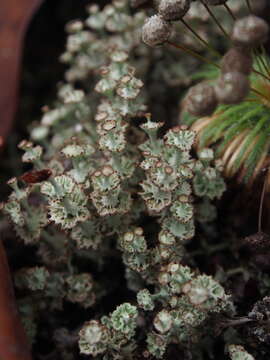 Plancia ëd Cladonia clathrata Ahti & L. Xavier