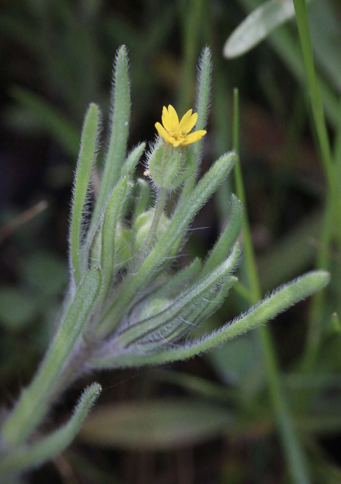 Image of Yosemite tarweed