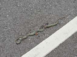 Image of <i>Trimeresurus sabahi fucatus</i>