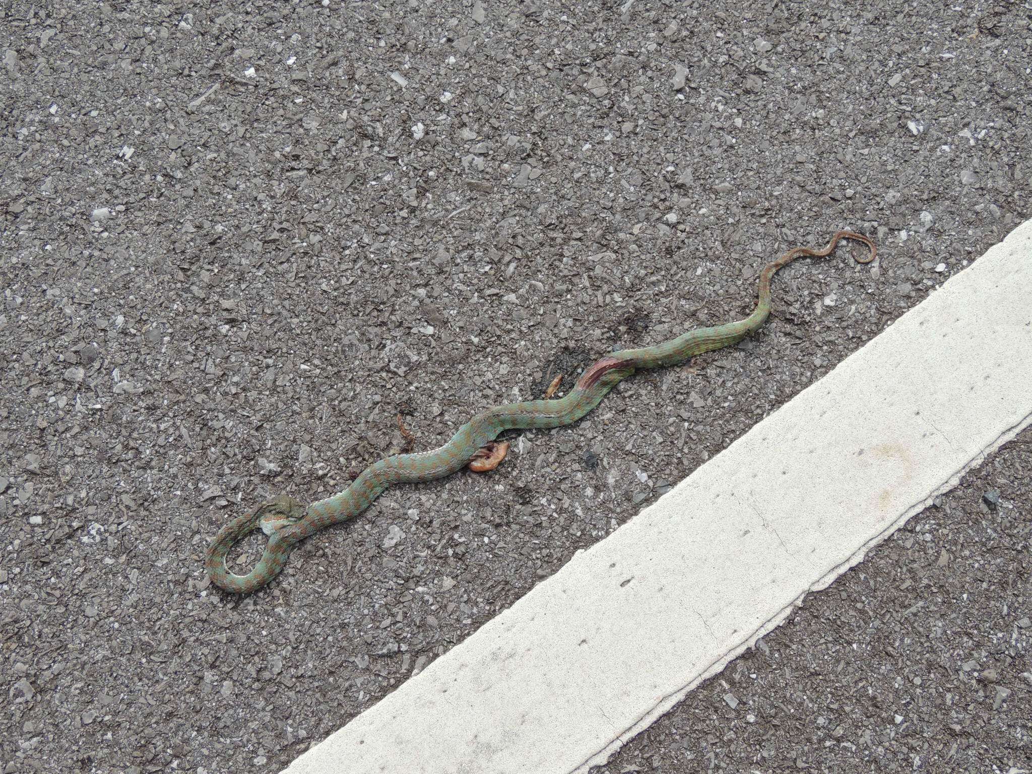 صورة <i>Trimeresurus sabahi fucatus</i>