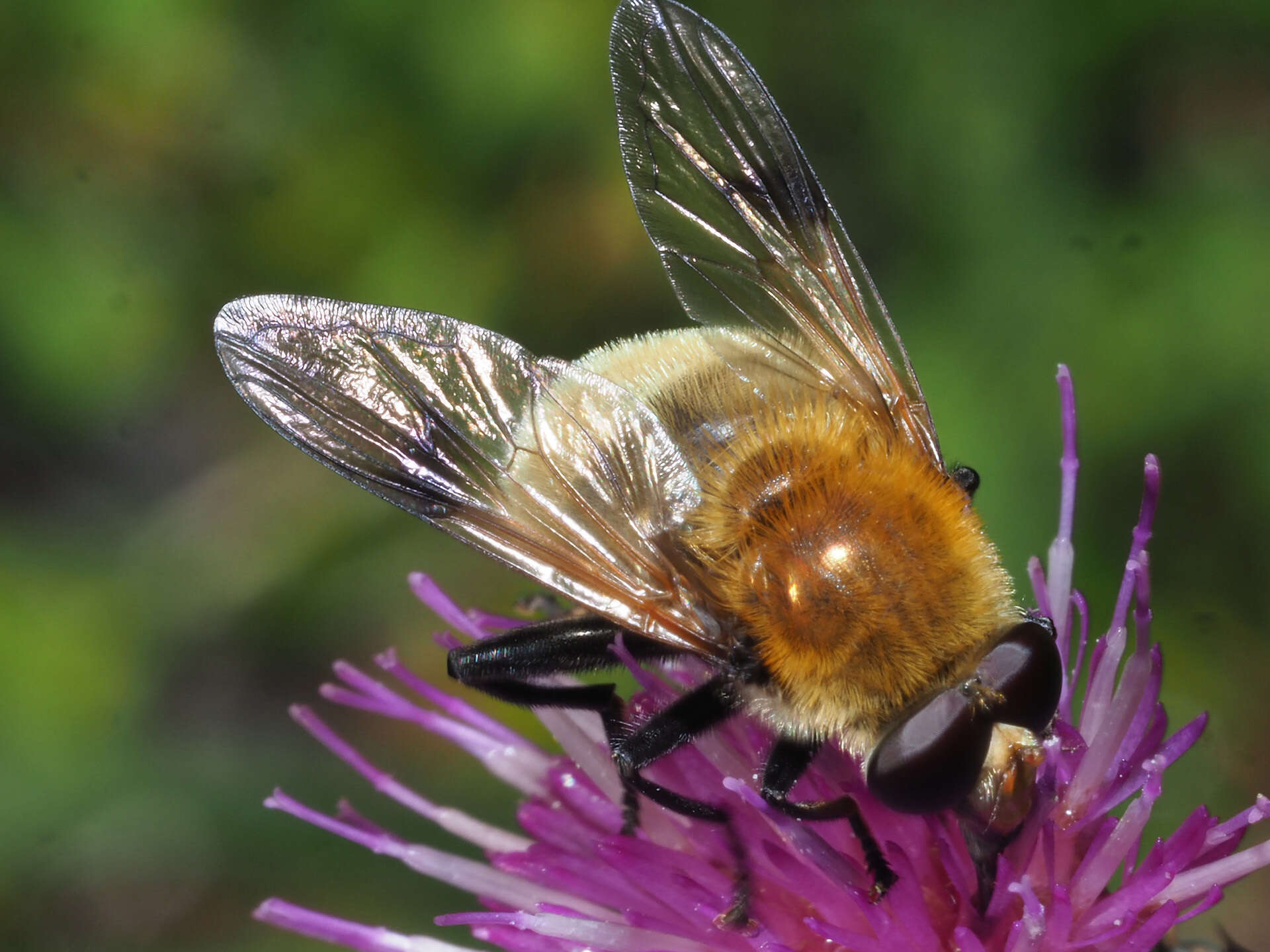 Sericomyia superbiens (Muller 1776) resmi