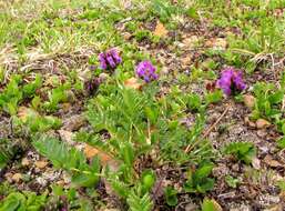 Image de Oxytropis altaica (Pall.) Pers.