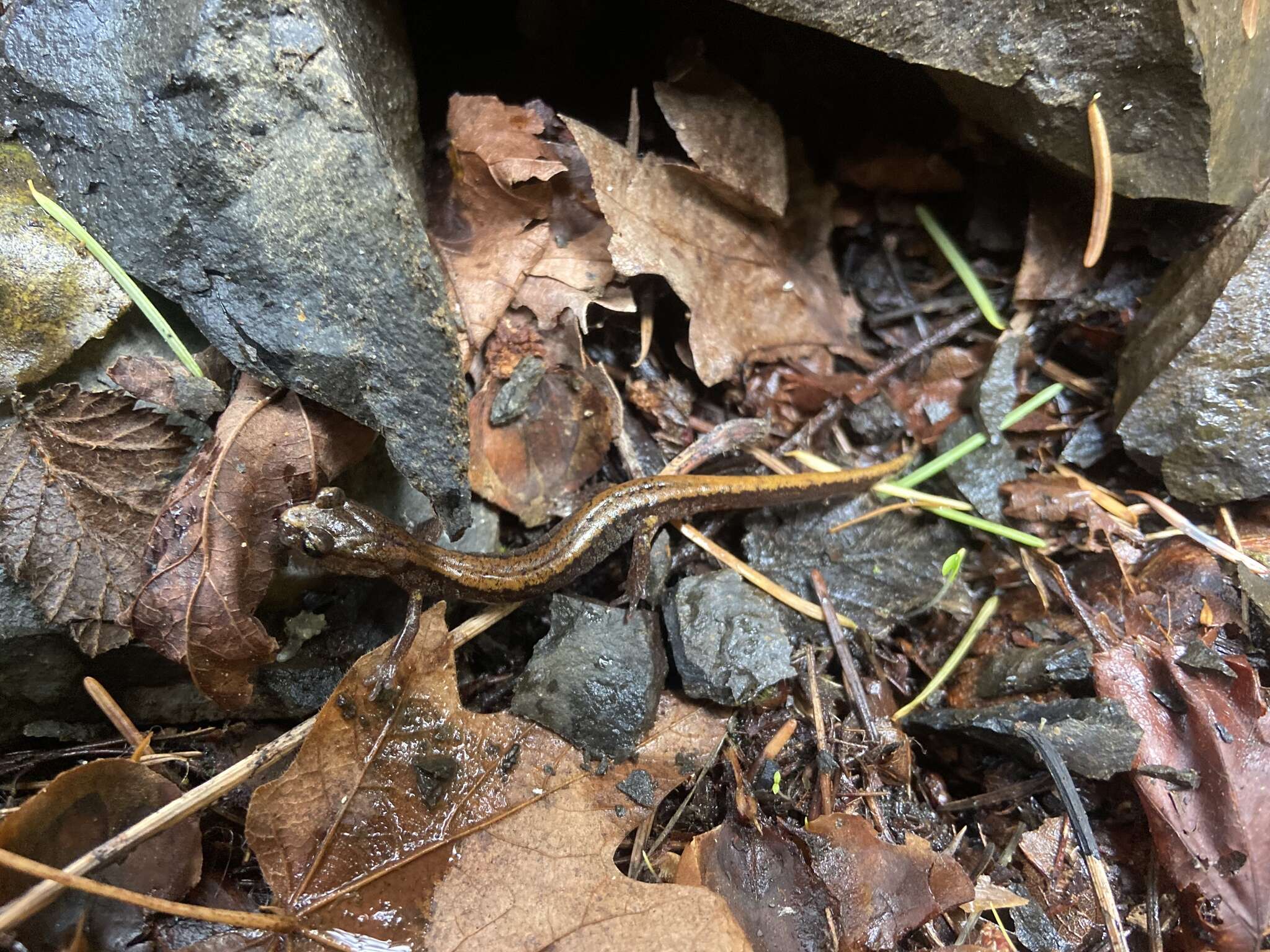 Image of Larch Mountain salamander