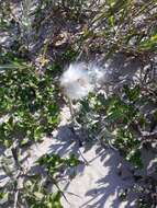 Image of Senecio crassiflorus (Poir.) DC.