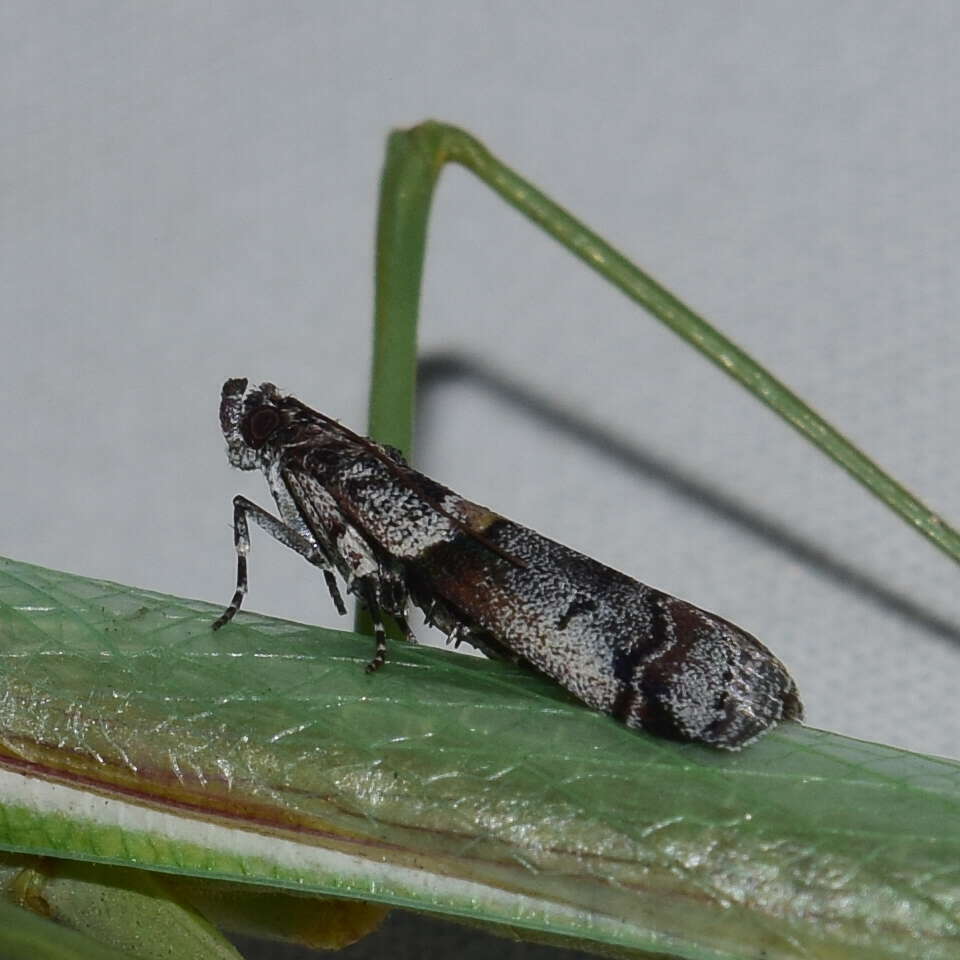 Imagem de Acrobasis tricolorella Grote 1878