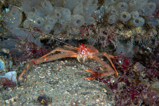 Image of rugose squat lobster