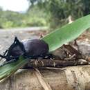 Слика од Eupatorus birmanicus Arrow 1908