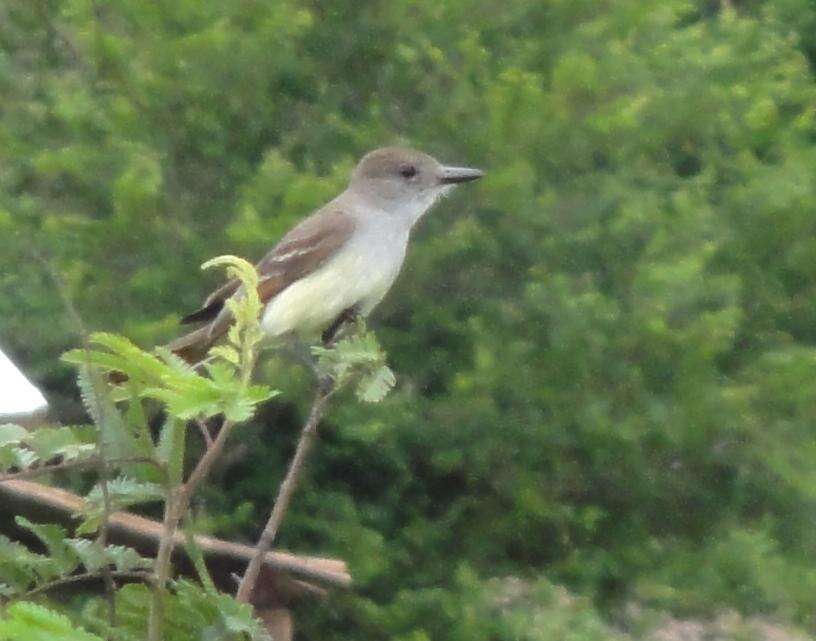 Image of Short-crested Flycatcher