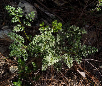 Image of Ferulago syriaca Boiss.